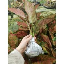 Aglaonema Valentine