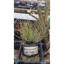 tillandsia magnusiana