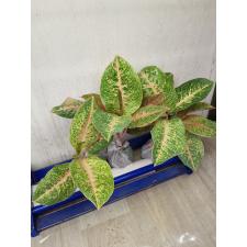 Aglaonema Harry Queen A-97