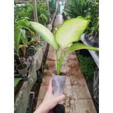 Dieffenbachia Saeng Chantra pot S