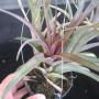 T. capitata (Red) x concolor (Thai hybrid) 13