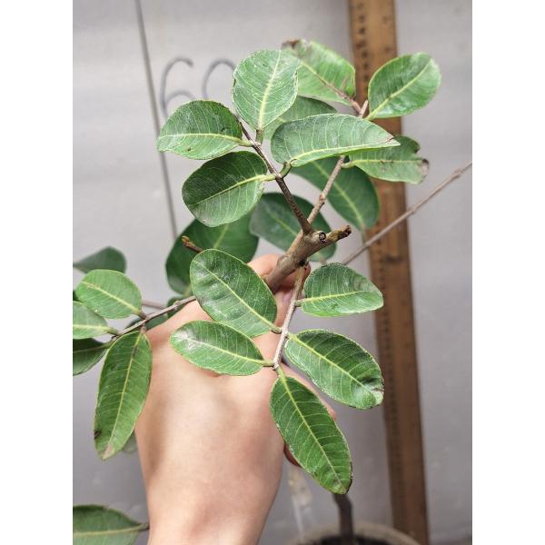 Dimocarpus longan ‘White fruit’