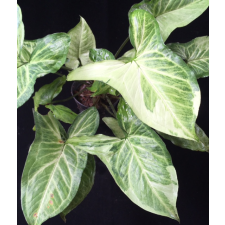 Syngonium Three Kings (mutation)607