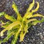 Codiaeum Karakate