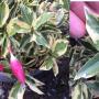 Mandevilla sanderi albomarginata.
