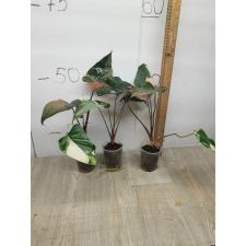 Homalomena aromatica Spreng Schott