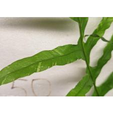 Дринария дуболистная "Пинто" / Drynaria quercifolia 'Pinto' (L)