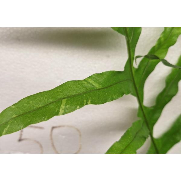 Дринария дуболистная "Пинто" / Drynaria quercifolia 'Pinto' (L)