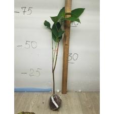 Syzygium samarangense 'Giant fruit' (seedless) Taiwan 286  по 2500p.
