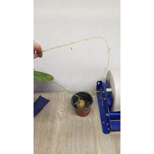 stephania sp 9 cm pot