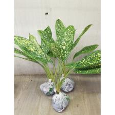 Aglaonema Pet ra cha A-120