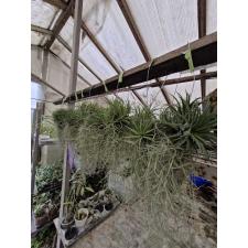 tillandsia usneoides & tillandsia  ionantha green