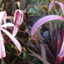 Crinum Menehune.