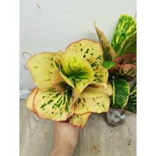 Codiaeum A58 Set tee mai