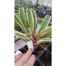 Neoregelia Donger (Bromeliad) 339/1