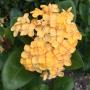 Ixora Bangkok Gold.