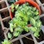 Ficus pumila (yellow variegated)