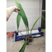 Philodendron 'Silver Leaf' стакан 450p