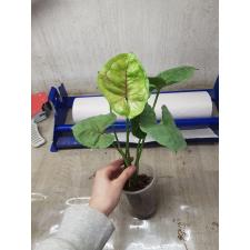 Syngonium Orm Sub (mutation)(No.2) pot