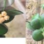 Hoya heuschkeliana (yellow)(#105).