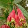 Agapetes megacarpa(pink flower)