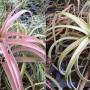Tillandsia capitata 'Salmon'(cloneA).