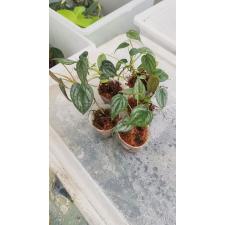 Philodendron brandtianum s по 350р