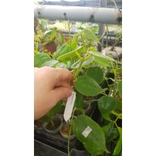 Hoya gigas A21