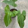 Anthurium guildingii