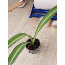 Hippeastrum hybrid variegata