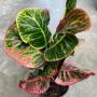 Codiaeum Thammachak