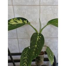 Dieffenbachia seguine 'Aurora 900p