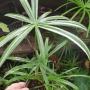 Cyperus sp. variegated