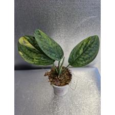 monstera karstenianum variegata 1 Д