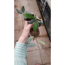 HOYA TSANGII pot 350p