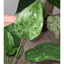 Алоказия кукулата варегатная / Alocasia cucullata variegated