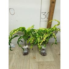 Codiaeum Ai Ya Ra A38