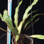 Pyrrosia lingua (long leaf) Prachuap province Thailand