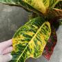 Codiaeum Phayak Weintai