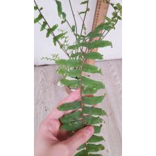 Nephrolepis faltata variegated mart 239/1 по 3500р