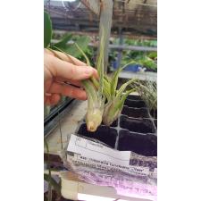 tillandsia medusa 300