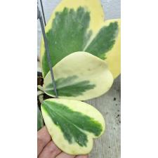 Хойя керрии варегатность белый край / Hoya kerrii var.albo-marginata 