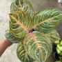 Aglaonema  Siam Perfect Thailand A-100