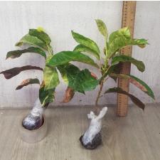 Codiaeum himarun dang
