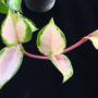 Hoya carnosa cv. Medio-picta rosea              806