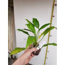 Spathiphyllum (T02) variegated 560/1