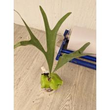 Platycerium alcicorne 269 по 1900р