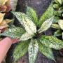 Aglaonema  Rich no.6  A-70