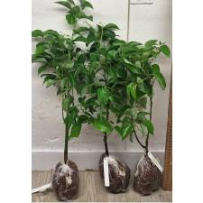 Коричник камфорный (сеянец) / Cinnamomum camphora (seedling) 25