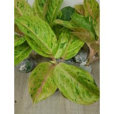 Aglaonema anklet gold/ Gamlai Thong A-87